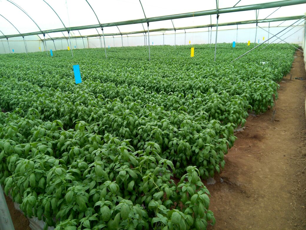Basil, Basil, one of the top Kenyan exports, being grown in a greenhouse in Kenya