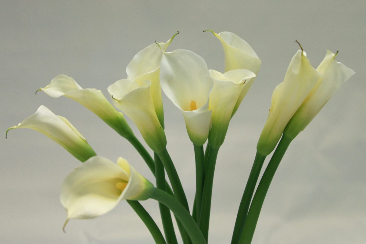 Easter lilies, one of the top Kenyan exports
