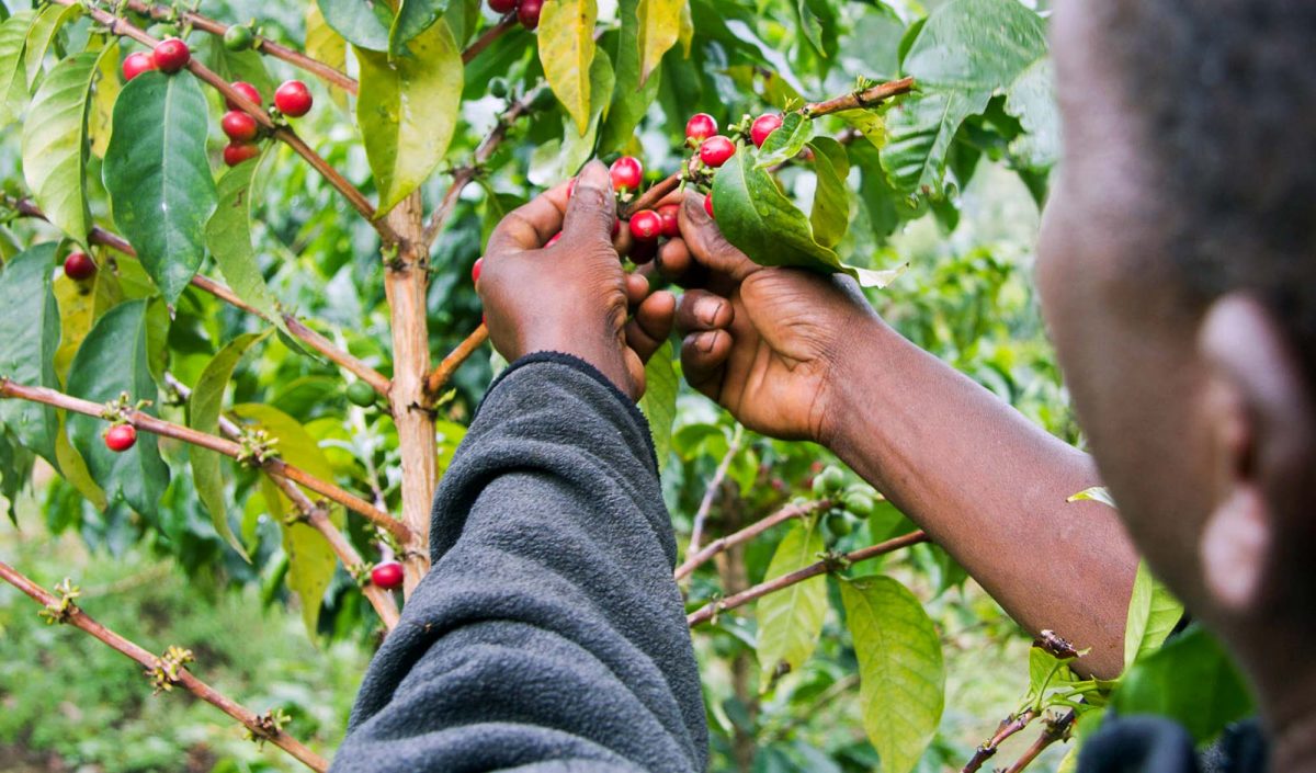 Coffee is one of the top Kenyan exports. Here, a farmer plucks coffee berries in Kenya.