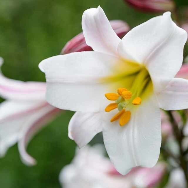 Lilies, one of the top Kenyan exports