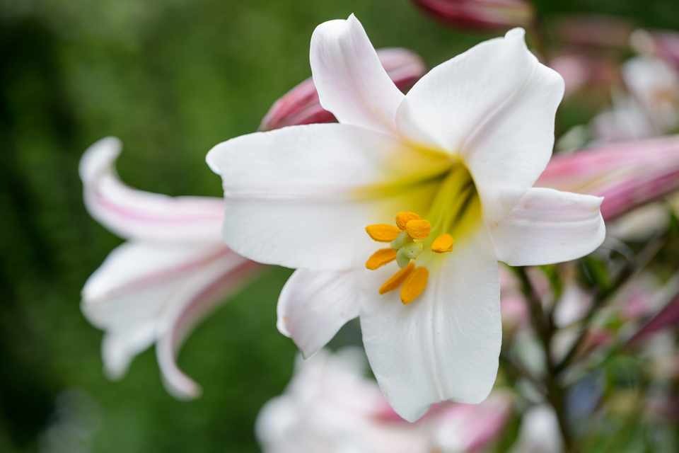 Lilies, one of the top Kenyan exports