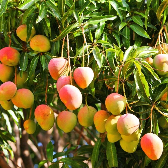 Mangoes, among the top Kenyan exports, growing on a Kenyan farm