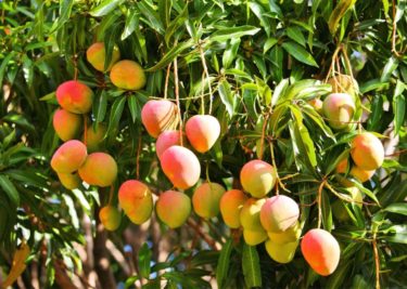 Mangoes, among the top Kenyan exports, growing on a Kenyan farm