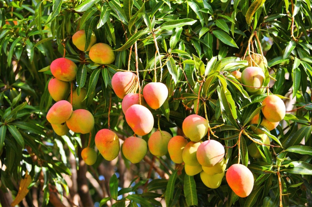 Mangoes, among the top Kenyan exports, growing on a Kenyan farm