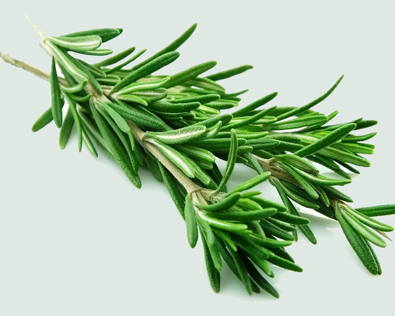 Rosemary, the herb, is among the top Kenyan exports