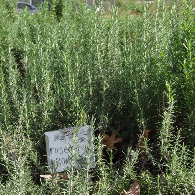 Rosemary, the herb, being grown in a farm in Kenya. It is among the top Kenyan exports