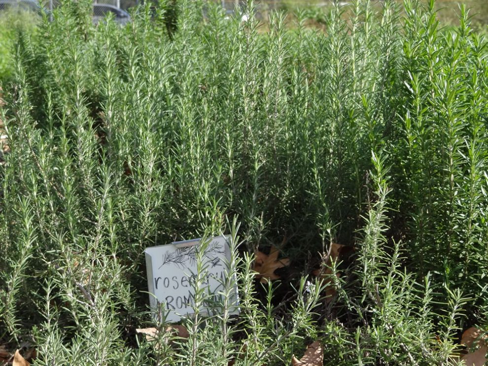 Rosemary, the herb, being grown in a farm in Kenya. It is among the top Kenyan exports