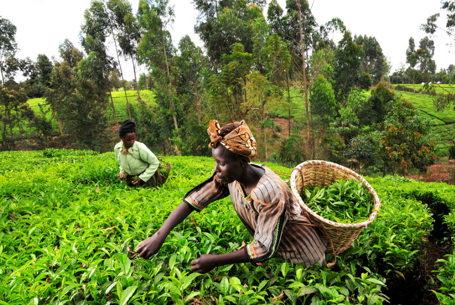Tea pickers at work on a farm in Kericho, Kenya