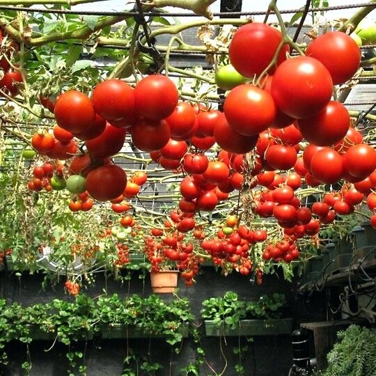 Tomatoes growing in a greenhouse