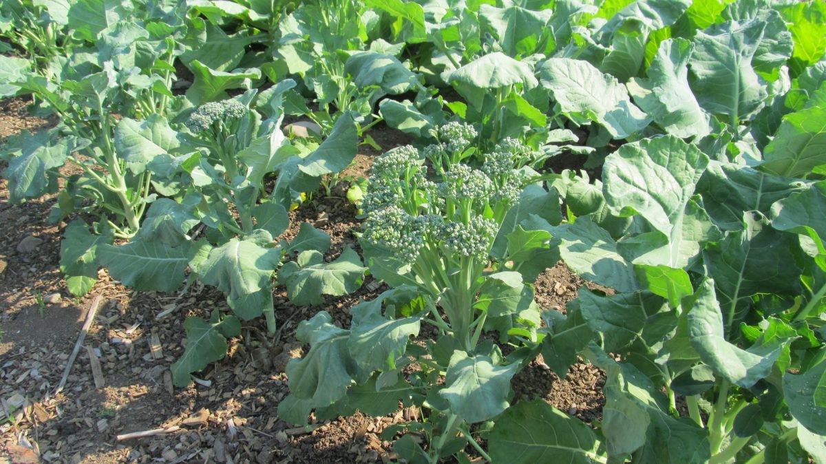 Broccoli, one of the top Kenyan exports, in a farm pre-harvest