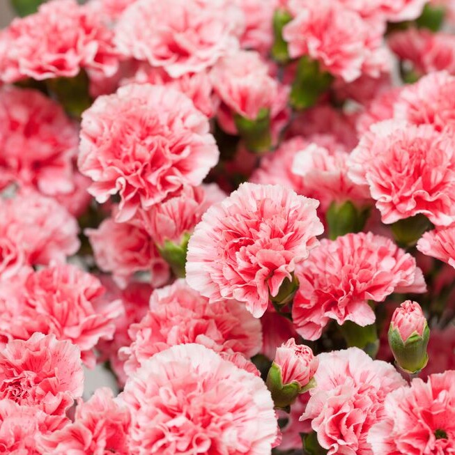 Carnations, one of the top Kenyan exports