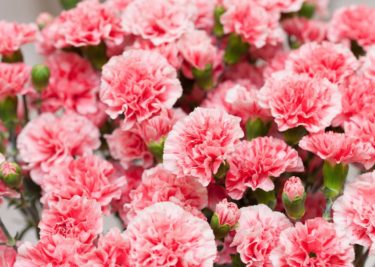 Carnations, one of the top Kenyan exports