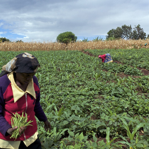 Nancy Wangiri picks French beans, one of the top Kenyan exports