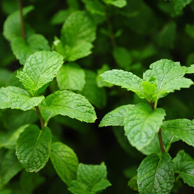 Mint, one of the top Kenyan exports