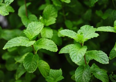Mint, one of the top Kenyan exports
