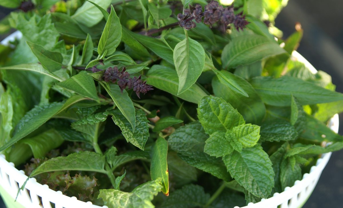 Mint, one of the top Kenyan exports
