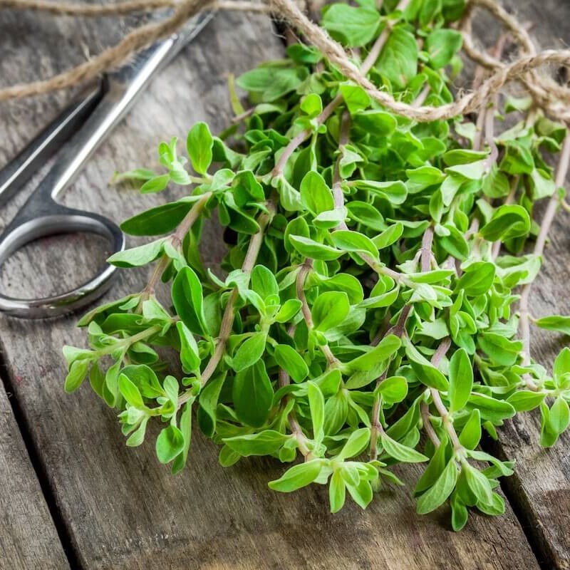 Oregano is among the top Kenyan exports