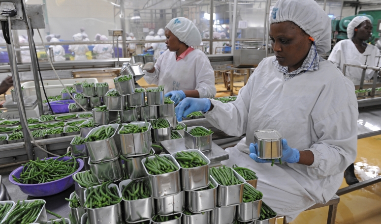 Kenyan french beans being packaged for export