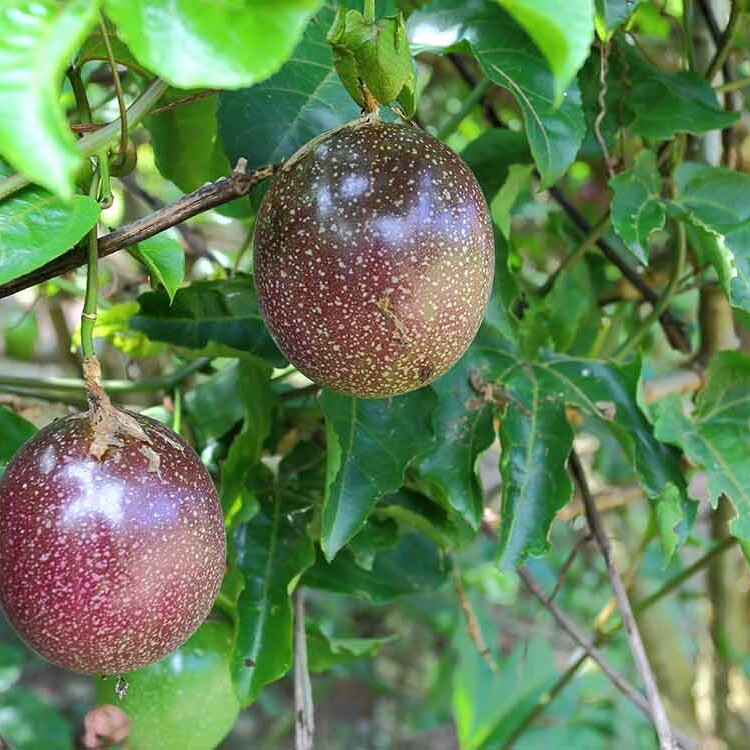 Passion fruit, one of the top Kenyan exports