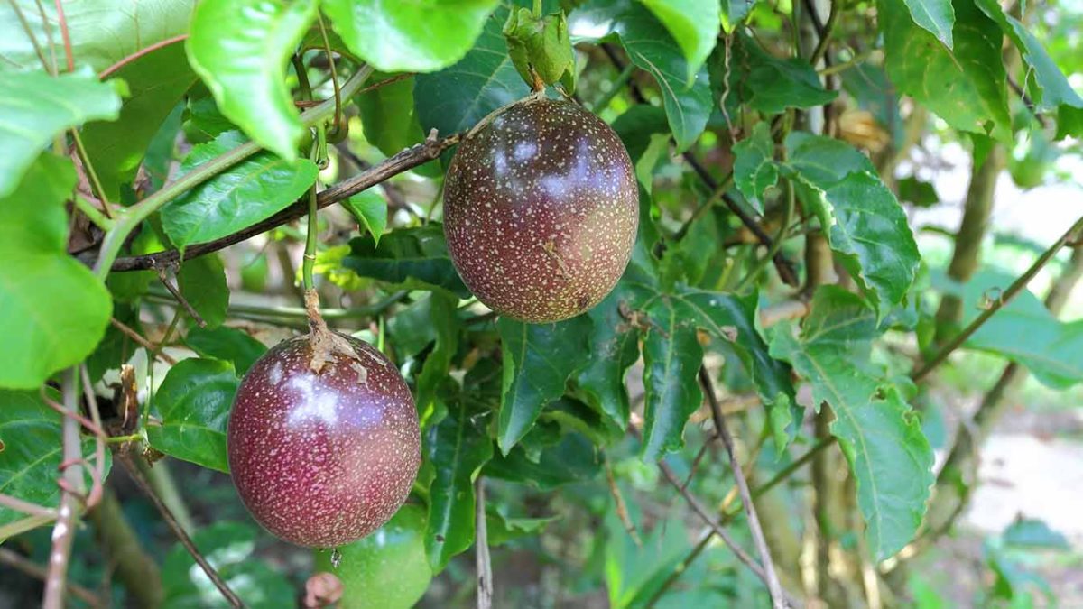 Passion fruit, one of the top Kenyan exports