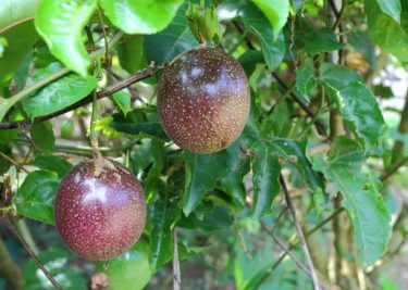 Passion fruit, one of the top Kenyan exports