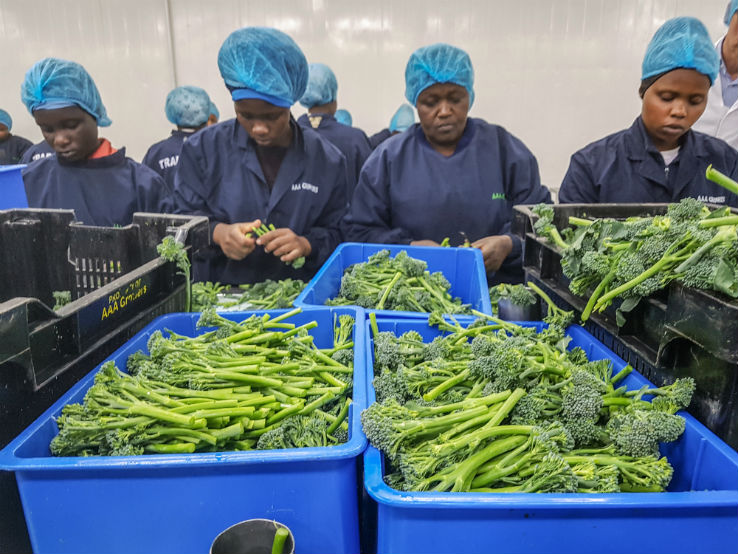 Broccoli, one of the top Kenyan exports, being packaged