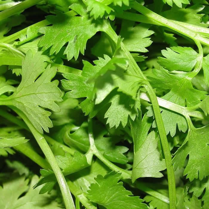 Coriander (dhania), one of the top Kenyan exports