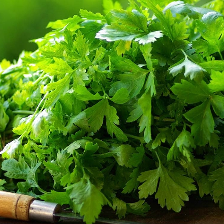 Coriander (dhania), one of the top Kenyan exports