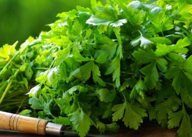 Coriander (dhania), one of the top Kenyan exports
