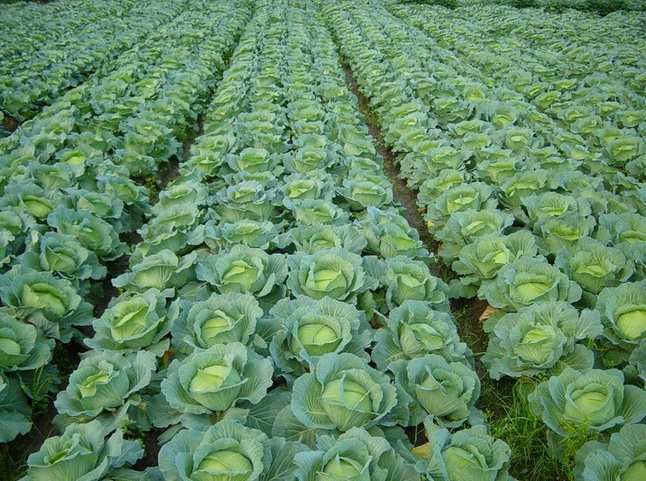 Cabbage, among the top Kenyan exports