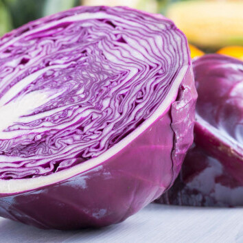 Red cabbage. Alongside white cabbage it is among the top Kenyan exports.