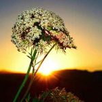 This is an image of a dandelion at sunrise caught by Judy Gichigi. Judy is a nurse at Mater Misericordiae Hospital as well as a budding photographer. Her passion for saving lives pushed her to seek out a work-life balance via arts, so she began saving moments through photography.