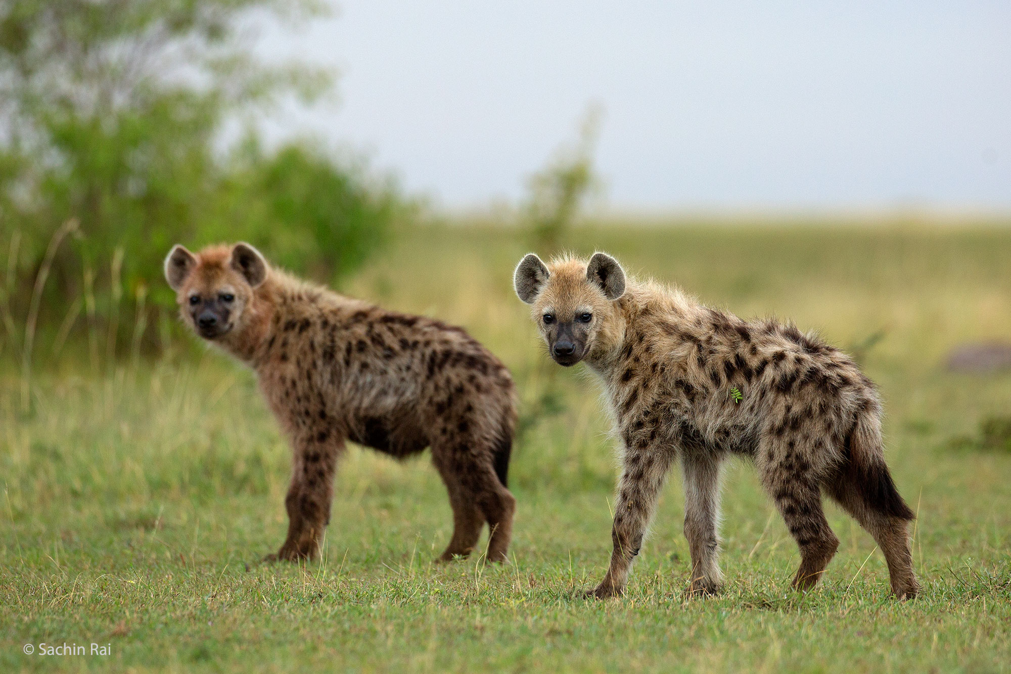 The story of the Spotted Hyena - Paukwa