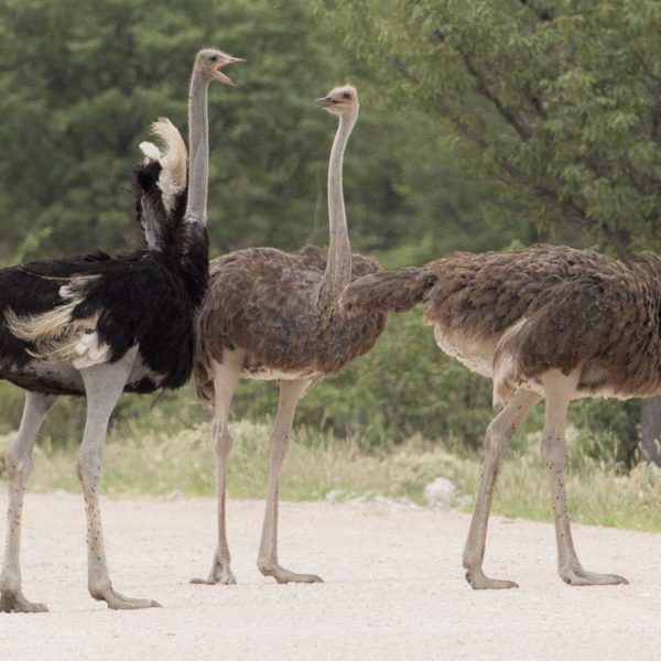 Dance of the Ostrich