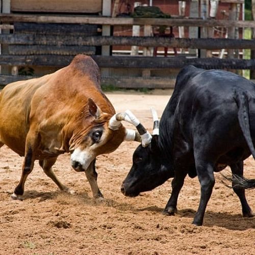 Bull fighting