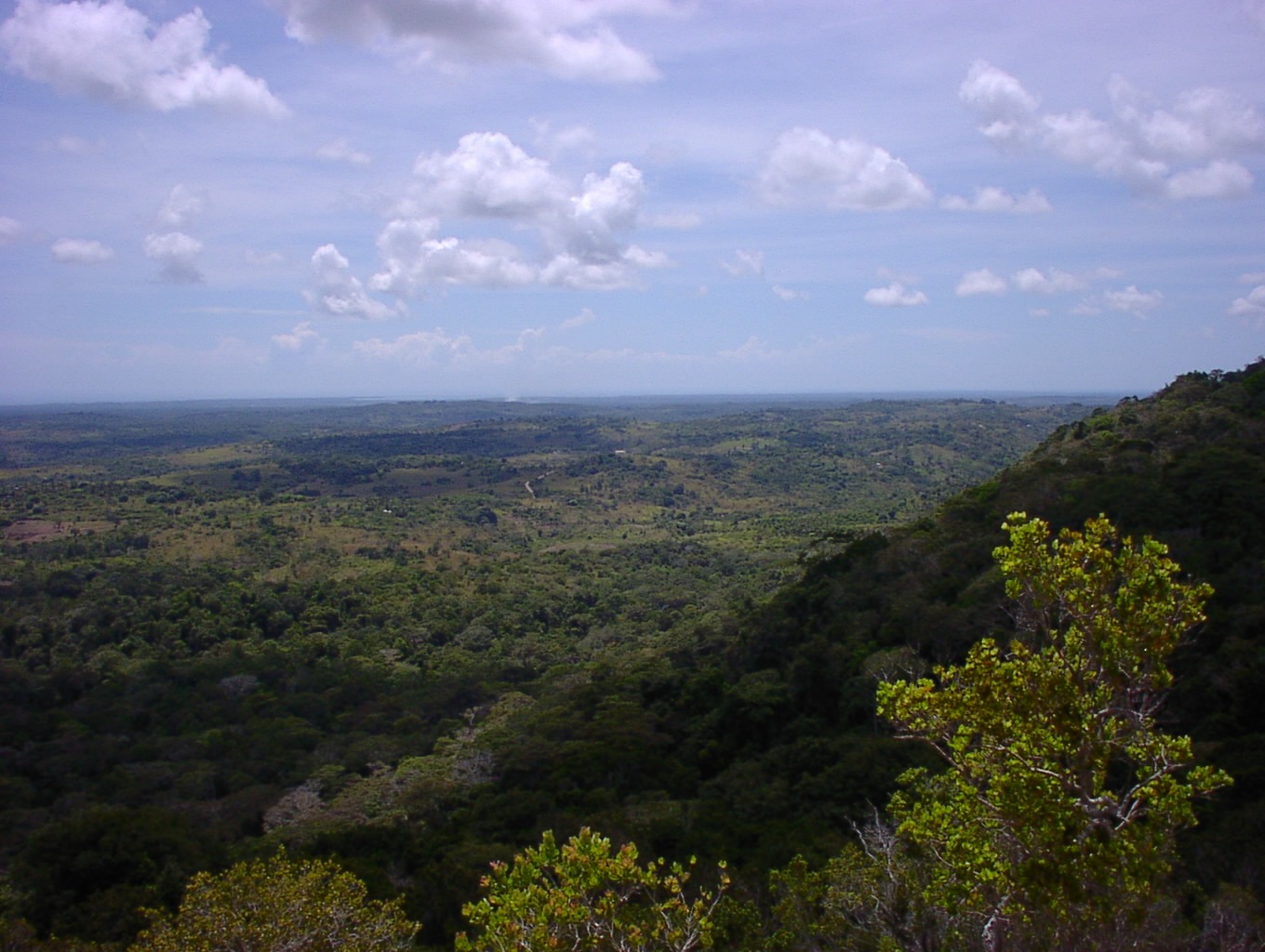 Shimba Hills Forest