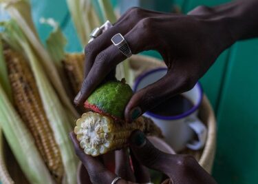 A picture of a hand holding roasted maize coated with pepper and lemon, with other roasted maize in a basket