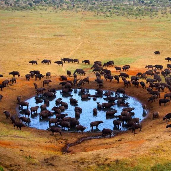 An aerial photo of a watering hole in Meru National Park