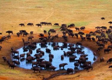 An aerial photo of a watering hole in Meru National Park
